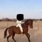 فرس انقليزيه لقحه كفو