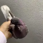 حمام قلابي حمر توب التوب