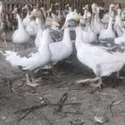للبيع وز بلدي .مفرد .وجمله.الدمام