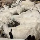 ضان دفع بفحلها للبيع