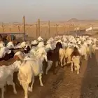 يابلاش سواكني مرابي 850 ريال فقط