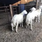 جذعان حريات