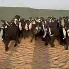 معزا عوارض