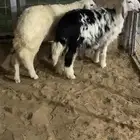 للبيع داخل السليل طلي ورخل تربيه