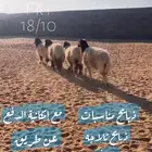 مؤسسة خيال الوسم لبيع وشراء المواشي جمله وتجزئه