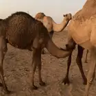 للبيع عدد 3 قعدان