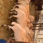 ضان صمع