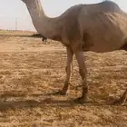 البعير الرماني للبيع