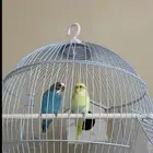ببغاء ذكر وانثى