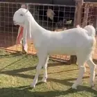 جفره مشروكة بيضا صافيه