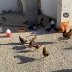 دجاج بلدي العمر شهرين ونص صحه جيده شرط