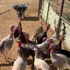 ديكه ودجاج رومي للبيع
