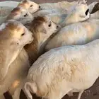 خرفان رفيد مهجن