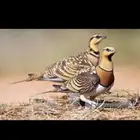 للبيع قطاء عراقي