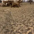 معزا مصريات