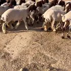 جذعات نعيم مضاريع - 12 راس خصم الخصم