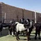 جفار عوارض مقنوي طيبه