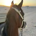 خيل شعبي اللبيع تبوك