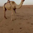 عشرا رمانية