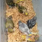 فروخ بادجي طيور الحب