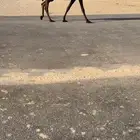 للبيع معشر كفو