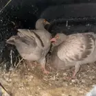 للبيع زغليل سلفر
