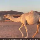 للبيع خفوت على جميع الشروط