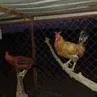 دجاج بلدي حاضان