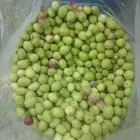 زيتون اخضر طازج قطف يومي