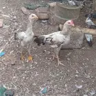 دجاج