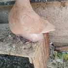 حبه فرش اصفر