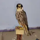 بكه جليمه 2