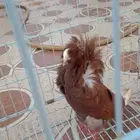 حمام زينه