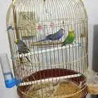 عصافير الحب بادجي للبيع