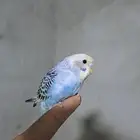 طيور بادجي (تم البيع)