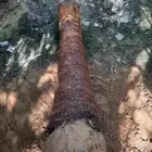 نخيل واشنطني أمريكي زينه