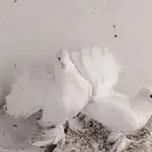 حمام هندي هزاز ذكر وانثي