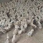 صوص دجاج بلدي