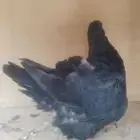 ذكر فرش أسود