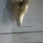 راس محنط للبيع وعل