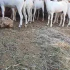 ذبايح الثلاجه جايه من محافظه اضم