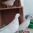 طبات حمام صنعاوي