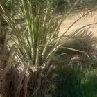 نخل للبيع طالع من القصيم بتجاه حائل