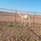 قعود ولد ولد شاهين الجهراء جمل مشري الشراري الام بنت سياف