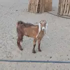 ثنيه حايل