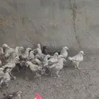 صوص دجاج