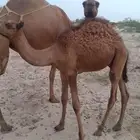 قعود ساحلي لباني