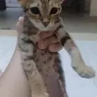 قطط صغيرة للتبني (على السوم)
