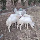 رخال تربيه للبيع