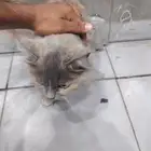قطط